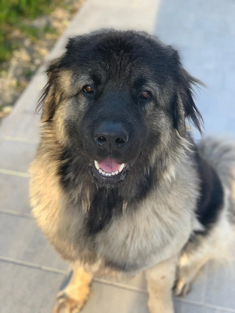 Mindy, Chief Motivation Officer bei Thought-Systems im Weinviertel